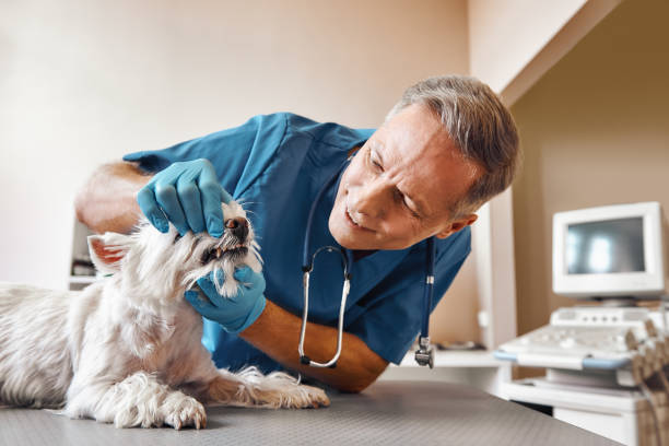 Best Emergency Dentist for Knocked-Out Tooth in Covgton, IN